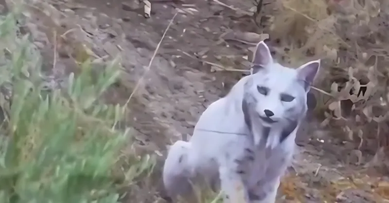 ظهور نادر لأنثى وشق أبيض في الأندلس (فيديو)