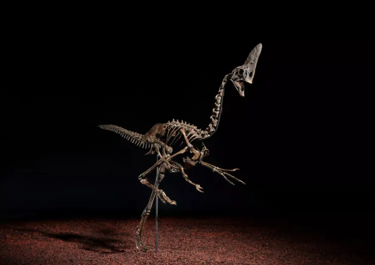 بسعر يصل إلى 5 ملايين دولار… ديناصور "سبايك" الاستثنائي مزاد كريستيز قريبًا