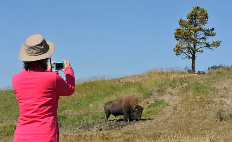 سائحان ينجوان باعجوبة من هجوم بيسون في يلوستون (فيديو)