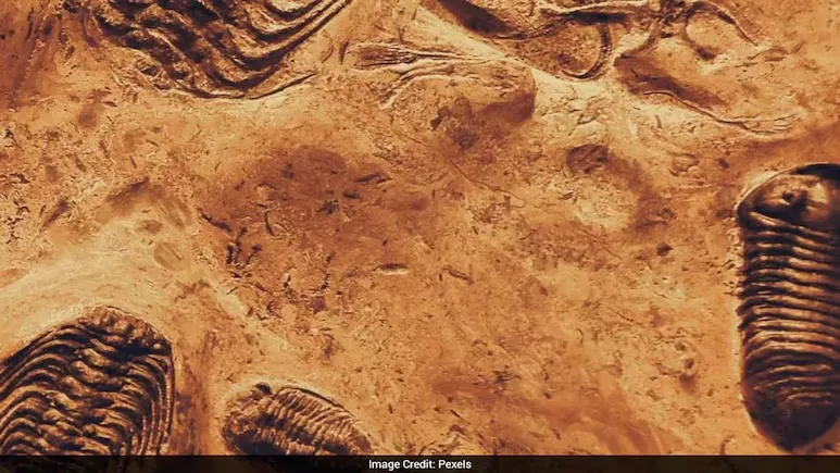 كيف كانت الكائنات تتنقل قبل ملايين السنين؟ حفريات تكشف عن مفاجأة 