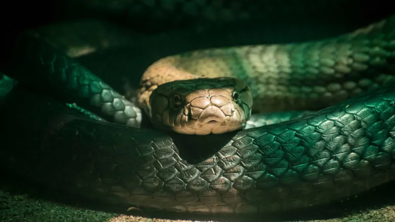 كتشاف علمي مذهل: مصل واحد يواجه سموم 17 ثعبانًا أفريقيًا قاتلًا