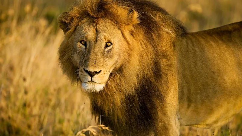 الذكاء الاصطناعي يفك شفرة أصوات الأسود ويكشف زئيرًا غير معروف