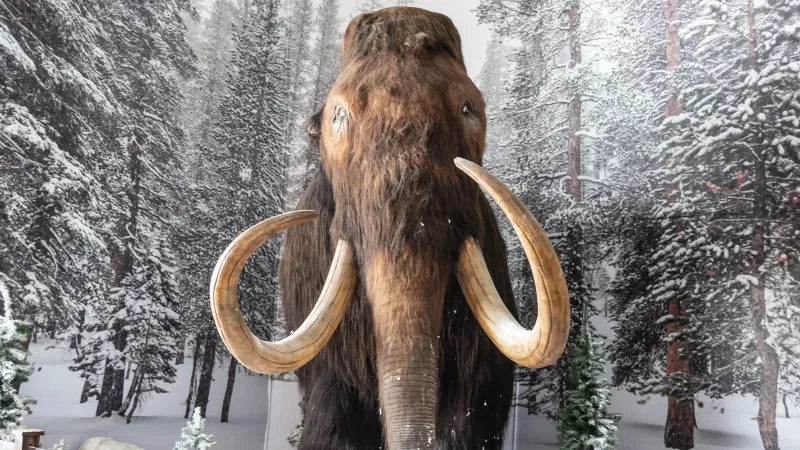 اكتشاف أقدم RNA في أنسجة ماموث عمره 40 ألف سنة