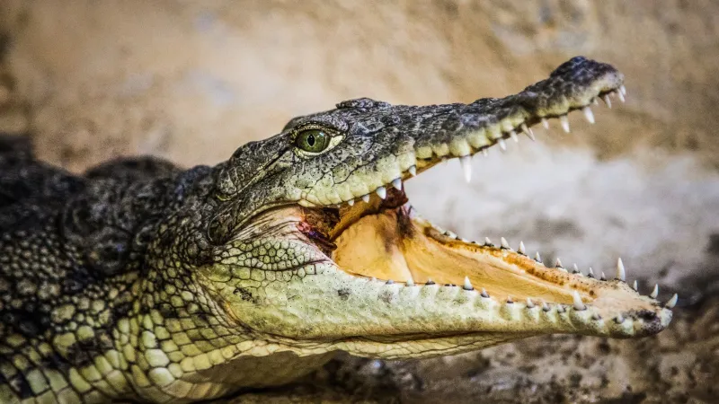 تمساح يعيش في مساحة ضيقة بمنزل: كيف انتهت العملية الصعبة لإخراجه؟ (فيديو)