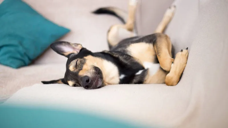 أمراض البشر تغزو عالم الحيوان.. دراسة تكشف