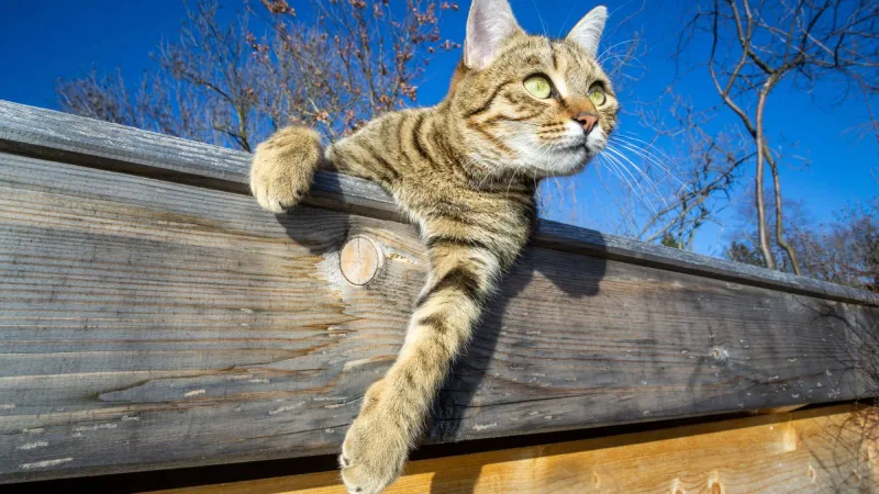 اختبار علمي جديد يكشف مدى فهمك للقطط.. معظم البشر يفشلون!