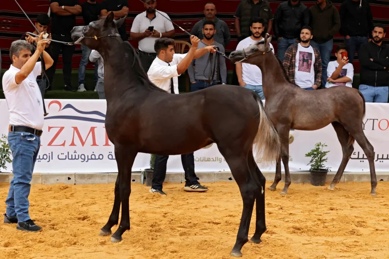 182 مهرة تتنافس للفوز بجوائز "العرض الدولي الثامن لجمال الخيل العربية"