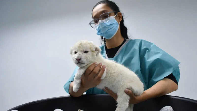 ولادة نادرة لشبلين من الأسود البيضاء المهددة بالانقراض (فيديو)