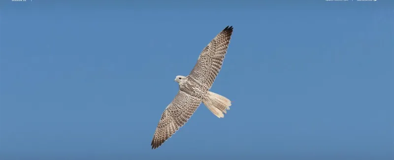 أي صقر تصدّر قائمة الأغلى في مزاد الصقور السعودي 2025؟