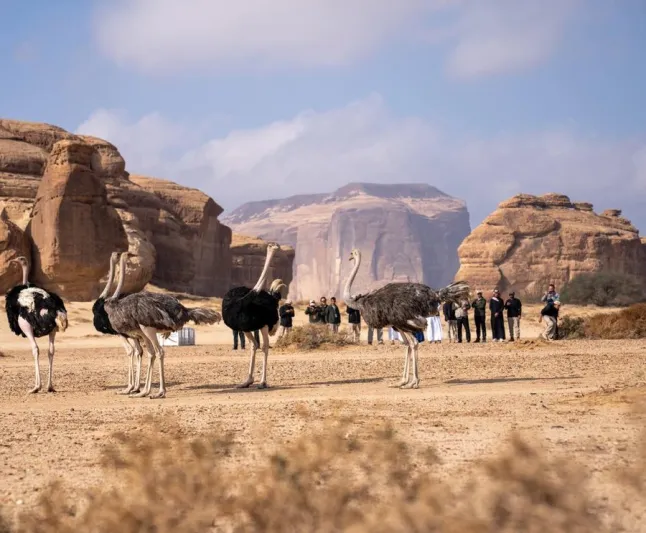 رؤية خضراء تتحقق: إطلاق كائنات مهددة لحماية التنوع البيولوجي في المملكة