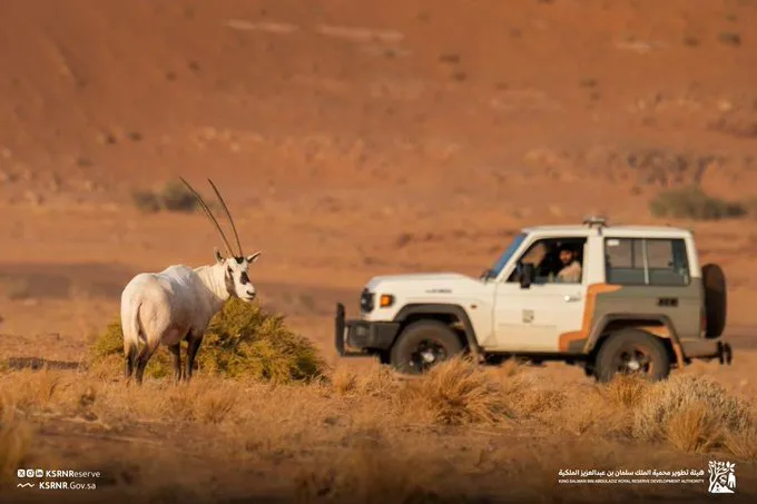 إنجاز بيئي.. محمية الملك سلمان توثّق تكاثر المها العربي في الطبيعة