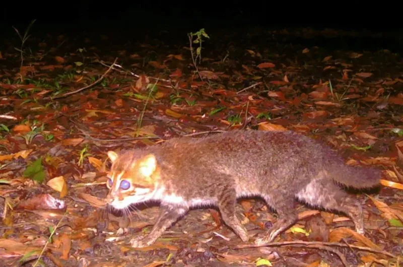 بعد 30 عامًا من الانقراض.. ظهور القطة المسطحة الرأس النادرة (فيديو)