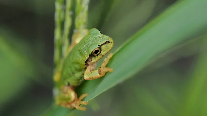 اكتشاف دواء مضاد للسرطان داخل أمعاء ضفدع ياباني