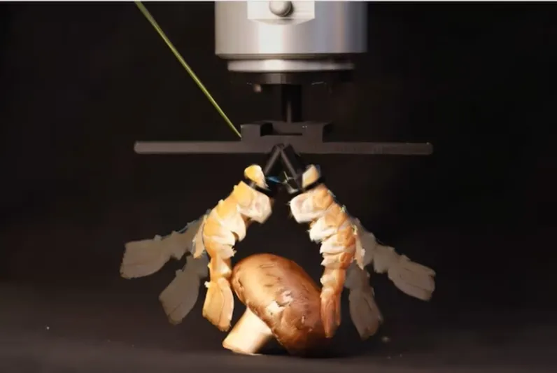 مهندسون سويسريون يحولون قواقع الكركند إلى أجزاء روبوتية صديقة للبيئة (فيديو)