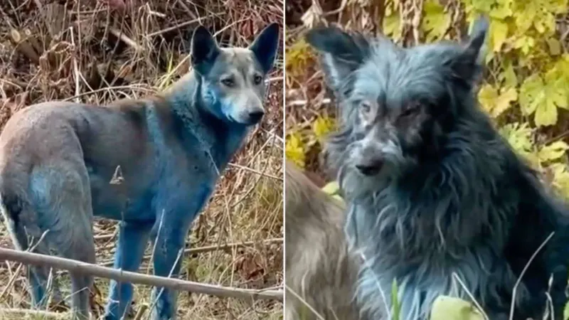 هل الإشعاع السبب؟ عالم يكشف الحقيقة وراء الكلاب الزرقاء في تشيرنوبيل!