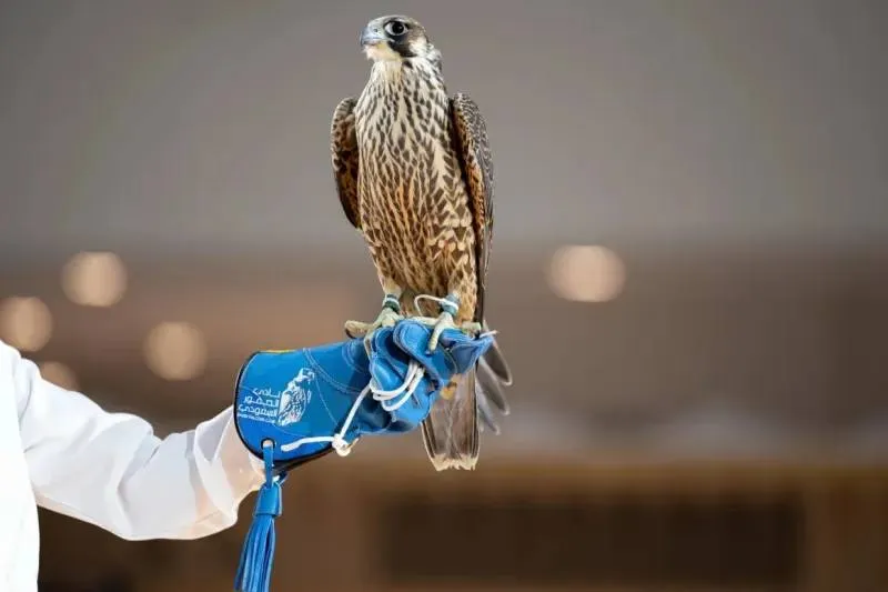 نادي الصقور يعلن تفاصيل جوائز مهرجان الملك عبدالعزيز للصقور