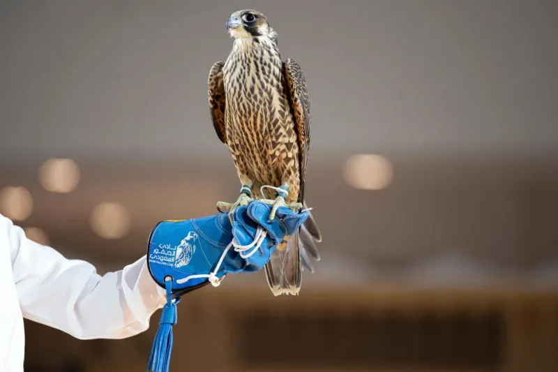 نادي الصقور السعودي يختتم مشروع توثيق ملكيات الصقور وتصحيح أوضاعها