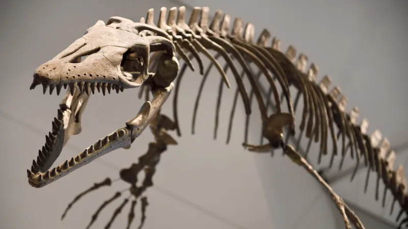 أحفورة قديمة تخفي سرًا عمره قرن.. اكتشاف ديناصور جديد في ألمانيا (فيديو)