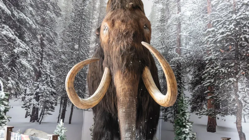 منازل من عظام الماموث.. اكتشاف مذهل لعصر جليدي عمره 18 ألف عام في أوكرانيا