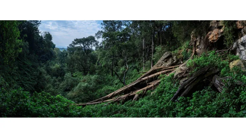  الأمازون على مشارف حالة لم تشهدها منذ ملايين السنين.. ما هي؟