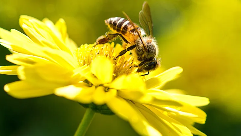 ظاهرة لم تُسجل من قبل.. النحل حوّل العظام إلى مساكن دائمة قبل آلاف السنين!