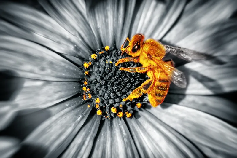  النحل أول حشرة في العالم تحظى بحقوق قانونية