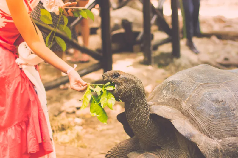 اعتقاد شائع يتهاوى: لماذا لا تستطيع بعض السلاحف الاختباء داخل أصدافها؟