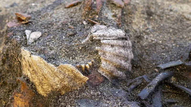 قبر غامض من عصر الفايكنغ يكشف طقسًا غريبًا عند الدفن