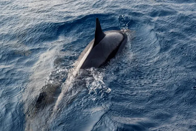 رقصة الدلافين.. سحر الطبيعة يخطف الأنظار في شواطئ الليث