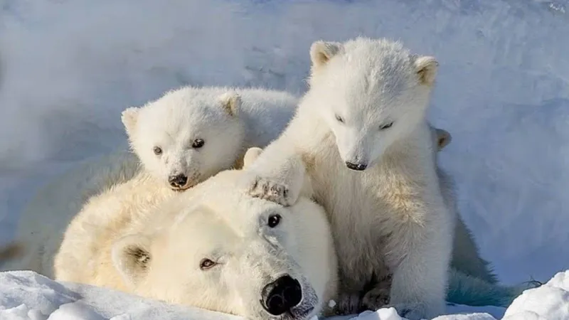 لحظات مؤثرة تسجلها العدسة: صغار الدببة القطبية تتشبث بوالدتها (فيديو)