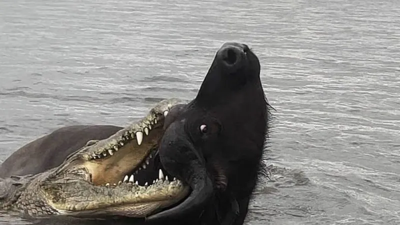 لحظة درامية في الطبيعة: جاموس بري يقهر تمساحًا عملاقًا (فيديو)