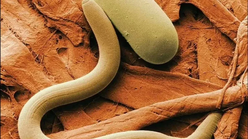 بحيرة الملح الكبرى تفاجئ العلماء بكائن حي لم يكن معروفًا من قبل