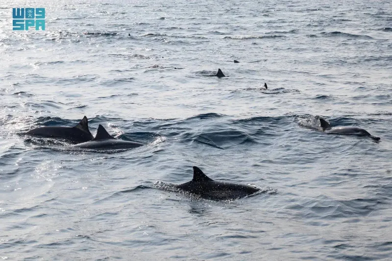 أسراب الدلافين تنعش السياحة البحرية بجزر الليث.. وتجذب الزوار (فيديو)