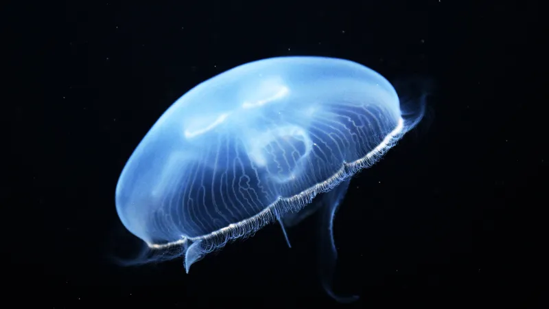 شبح بحري نادر يطل قبالة الأرجنتين.. ماذا تكشف أذرعه العملاقة؟ (فيديو)