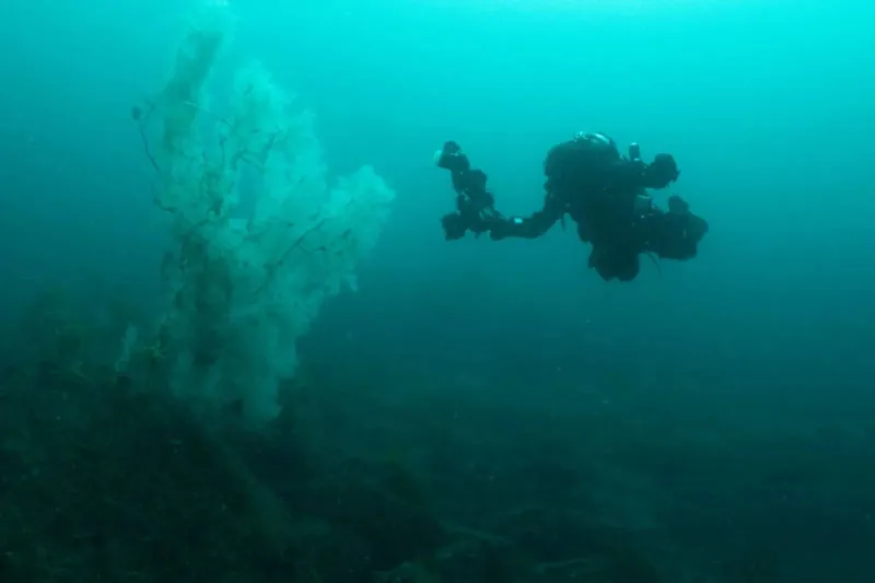 عمره 3 قرون.. اكتشاف "كائن عملاق" في أعماق نيوزيلندا (فيديو)