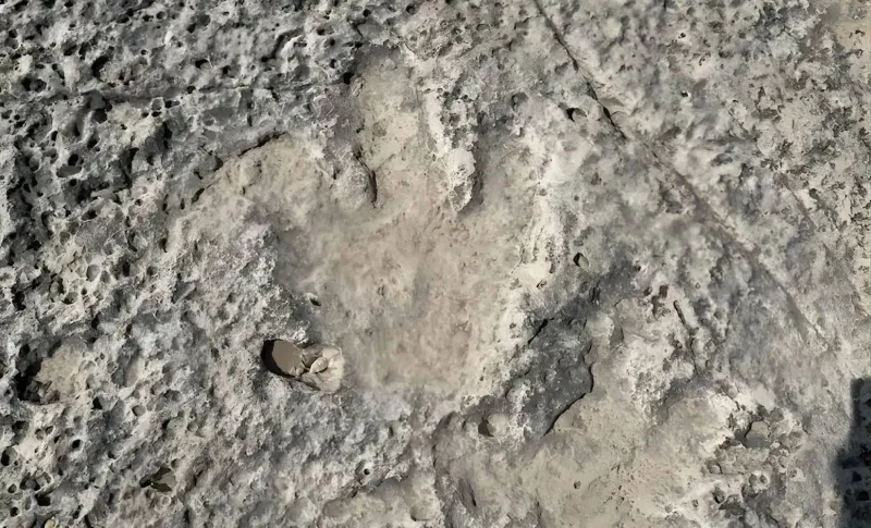 آثار ديناصورات مفترسة تظهر في تكساس: الفيضانات تكشف أسرارًا عمرها 115 مليون عام (فيديو)