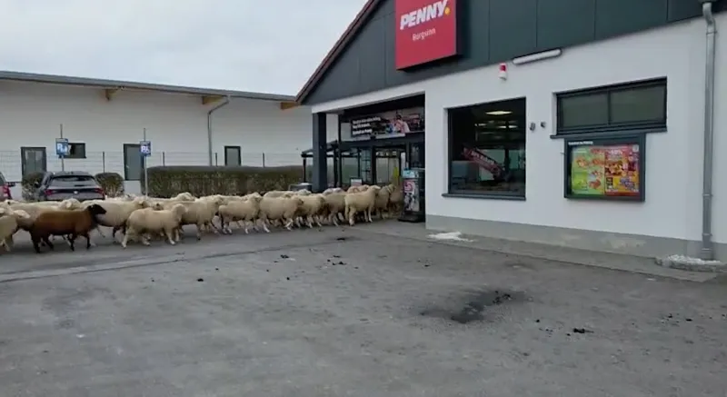 سلوك غريب.. ماذا يفعل قطيع من الخراف في سوبر ماركت بألمانيا؟ (فيديو)