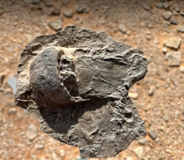 تاريخ العُلا يخبئ مفاجآت علمية: اكتشاف أحافير نادرة تعود لـ465 مليون سنة