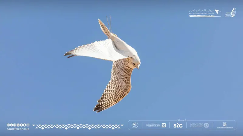 مهرجان الملك عبدالعزيز للصقور 2025 يحقق رقمًا قياسيًا