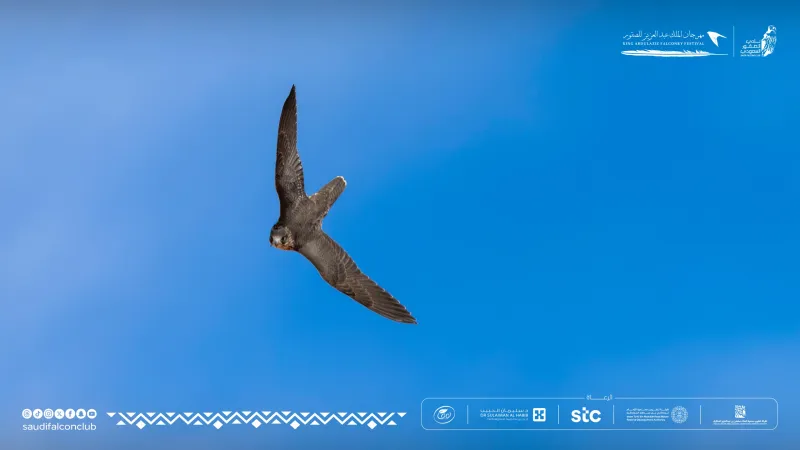 من 30 ألف ريال إلى الجائزة الكبرى.. G2 يسطع في مهرجان الملك عبدالعزيز للصقور