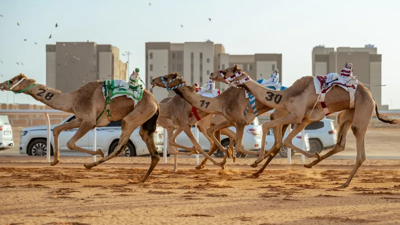 الأكبر عالميًا.. 14.3 مليون ريال جوائز "اللقايا" في مهرجان خادم الحرمين (فيديو)