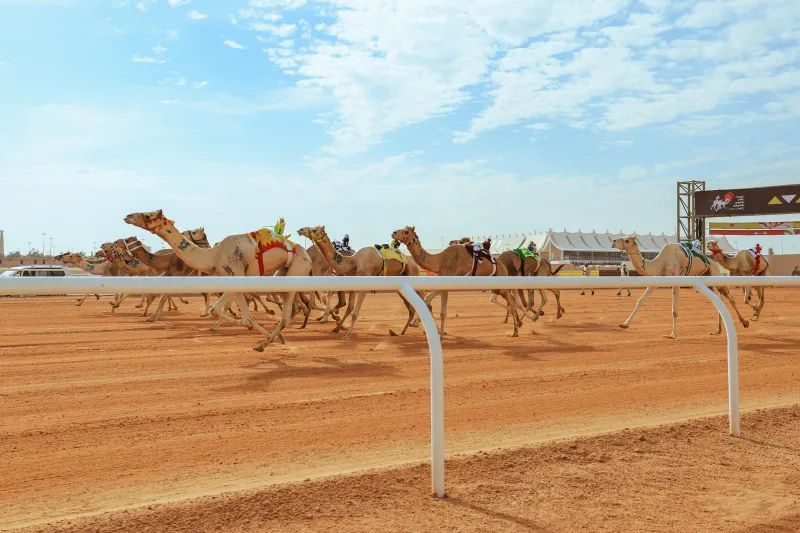 مهرجان خادم الحرمين الشريفين للهجن يفتح تسجيل أشواط المزاين (فيديو)