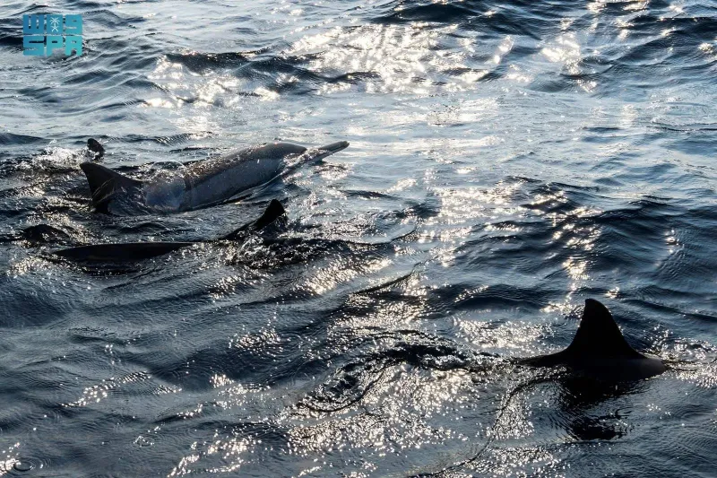 أسراب الدلافين تنعش السياحة البحرية بجزر الليث.. وتجذب الزوار (فيديو)