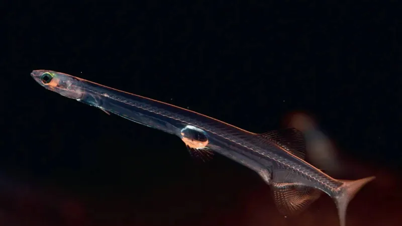 سمك النودلفيش الأبيض الدم يذهل العلماء.. دراسة حديثة تكشف أسراره