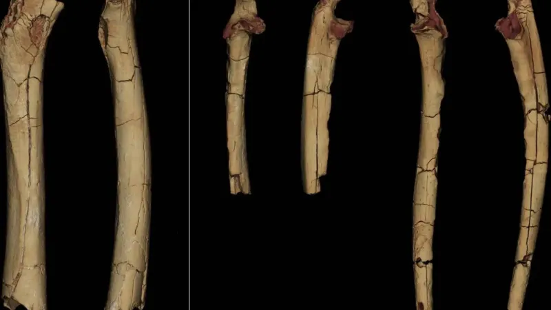 أحفورة عمرها 7 ملايين سنة.. هل تعيد كتابة تاريخ المشي على قدمين؟