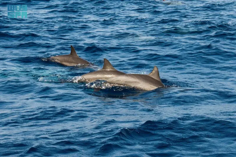  أسراب الدلافين تنعش السياحة البحرية بجزر الليث.. وتجذب الزوار (فيديو)