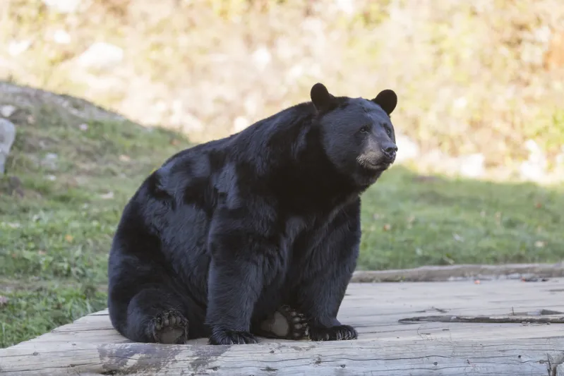 مواجهة مباشرة تحت الأرض.. خطة ذكية لإنهاء حصار الدب الأسود لمنزل بمليون دولار (فيديو)