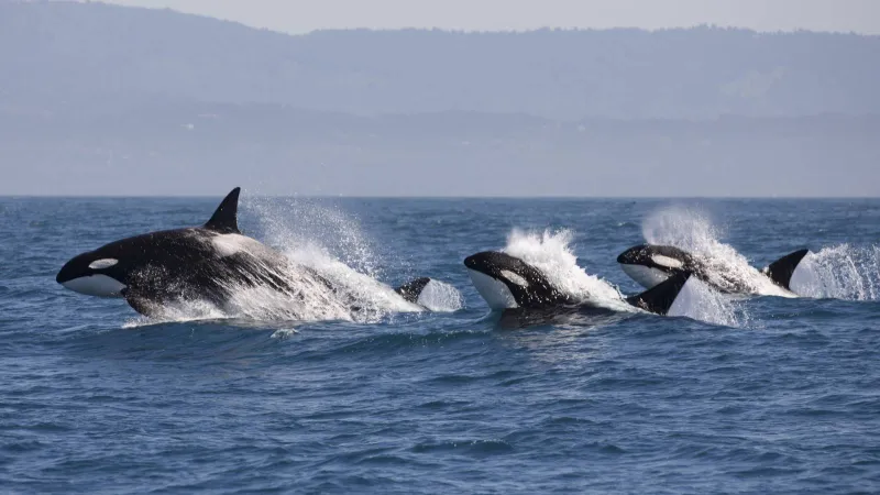 اكتشاف علمي صادم: فيروسات غامضة لدى الحيتان تكشف عالمًا خفيًا لم نكن نعلم عنه شيئًا