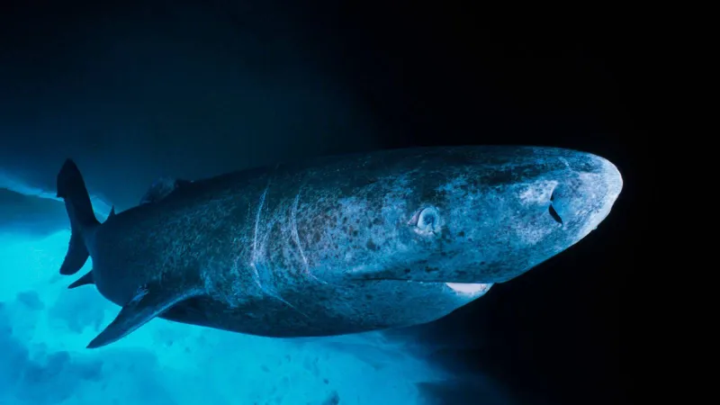 عمره 4 قرون.. السر وراء أطول قرش عمرًا على وجه الأرض