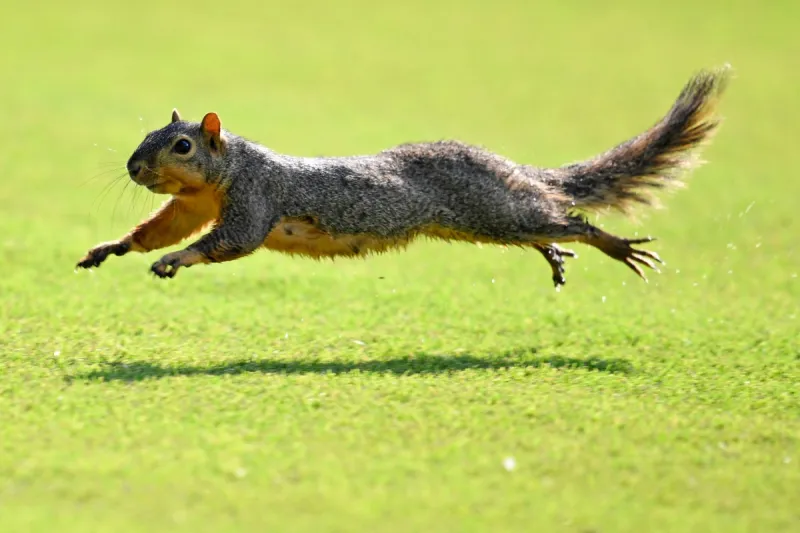 «سنجاب» يوقف مباراة في إنجلترا مرتين.. هكذا راوغ الأمن  (فيديو)
